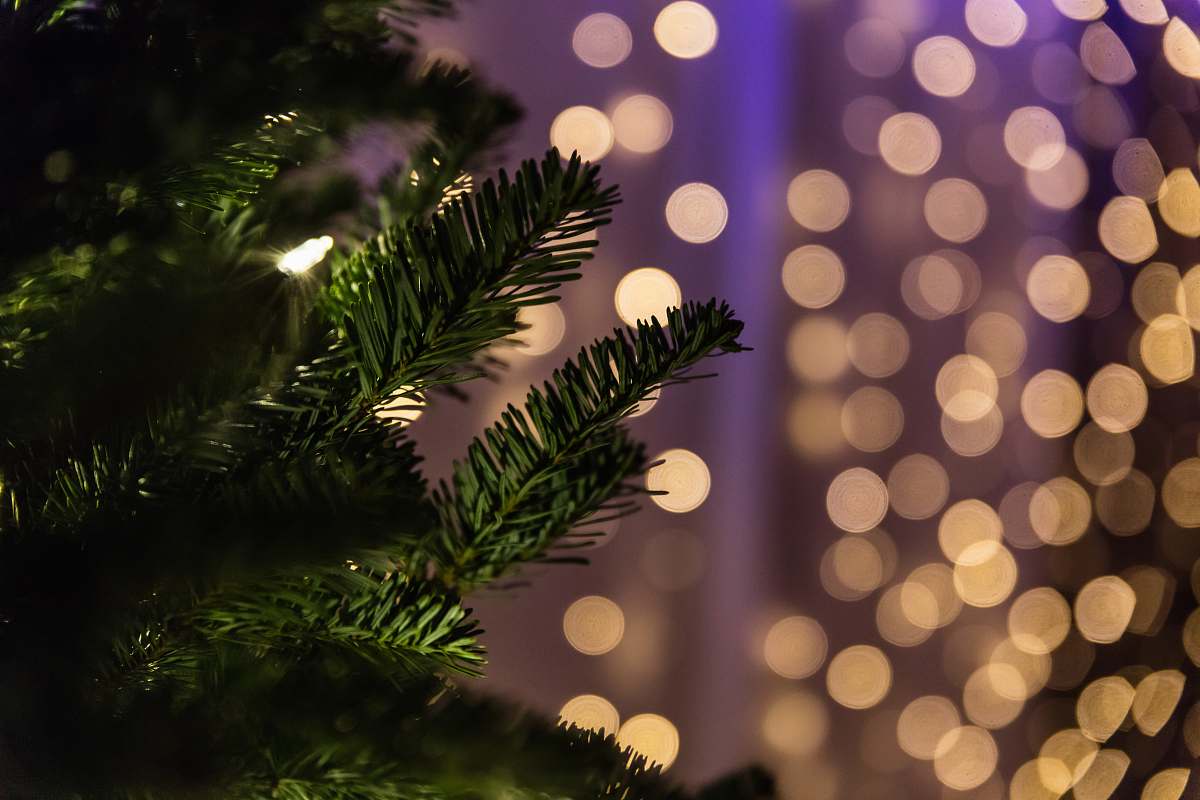 tree close up photo of green Christmas tree bokeh photography conifer