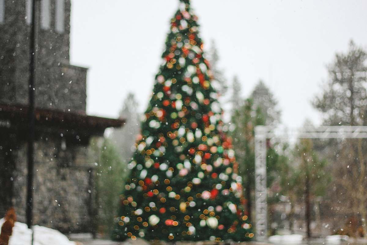 winter pine tree on bokeh photography nature