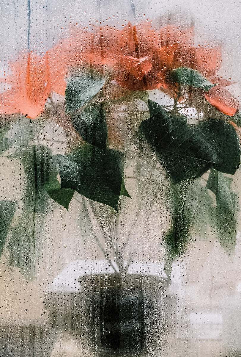 flower red petaled flower bouqeut columbus