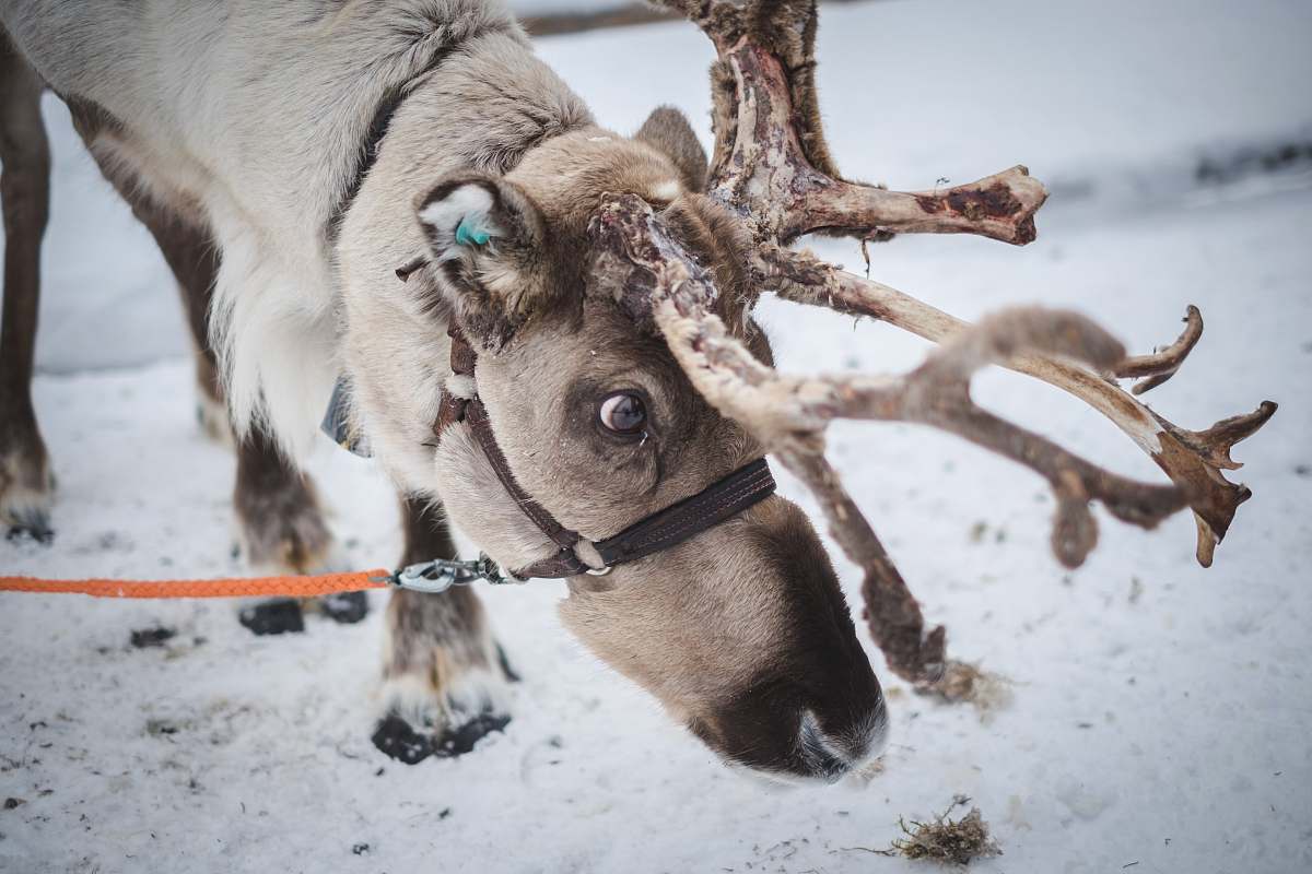 lapland wildlife photography of a moose finland