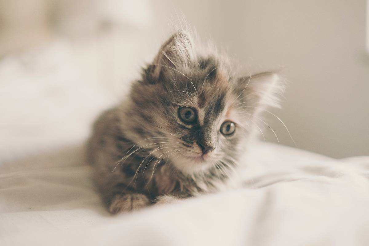 close up photo of kitten lying on white textile