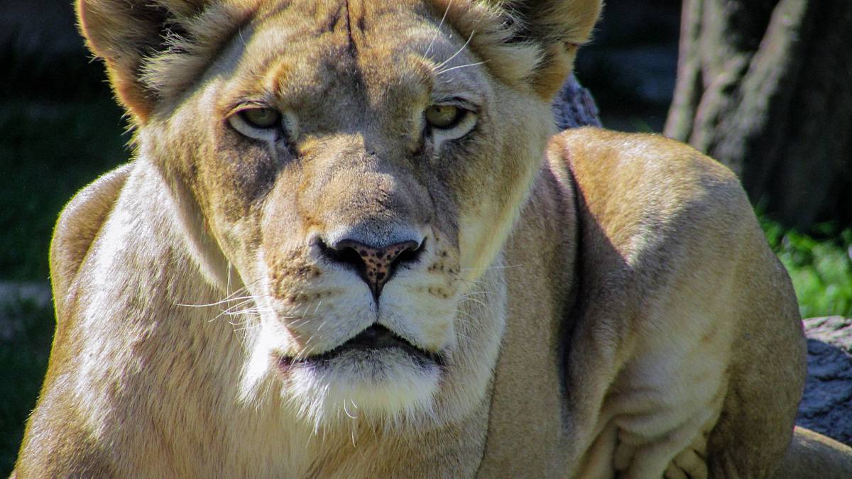 close-up photo of lioness