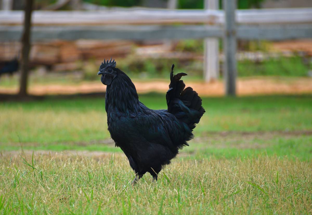 close-up photography of ayam cemani chicken