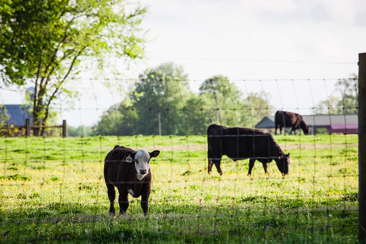 close-up photography of cattle