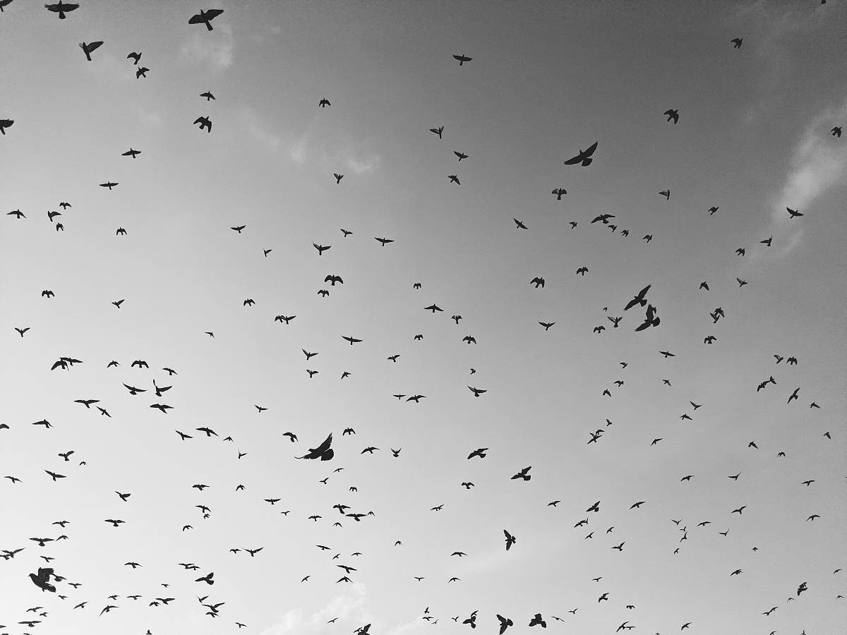 flock of bird