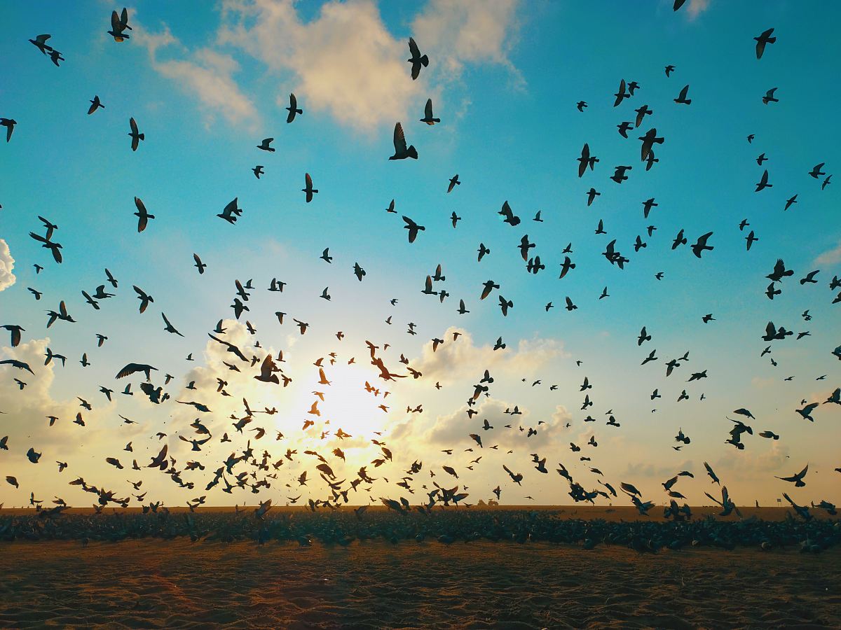 flock of birds during daytime