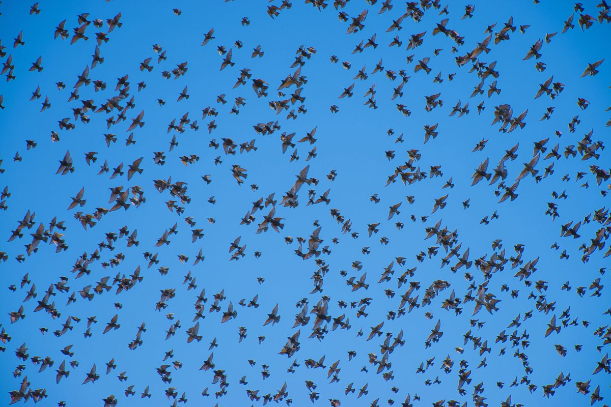 Flock Of Birds Image Free Photo