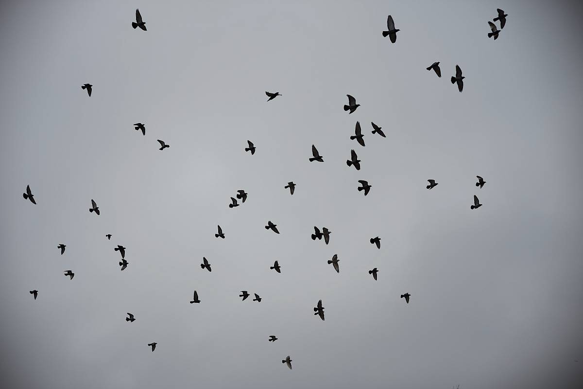 flock of birds on sky