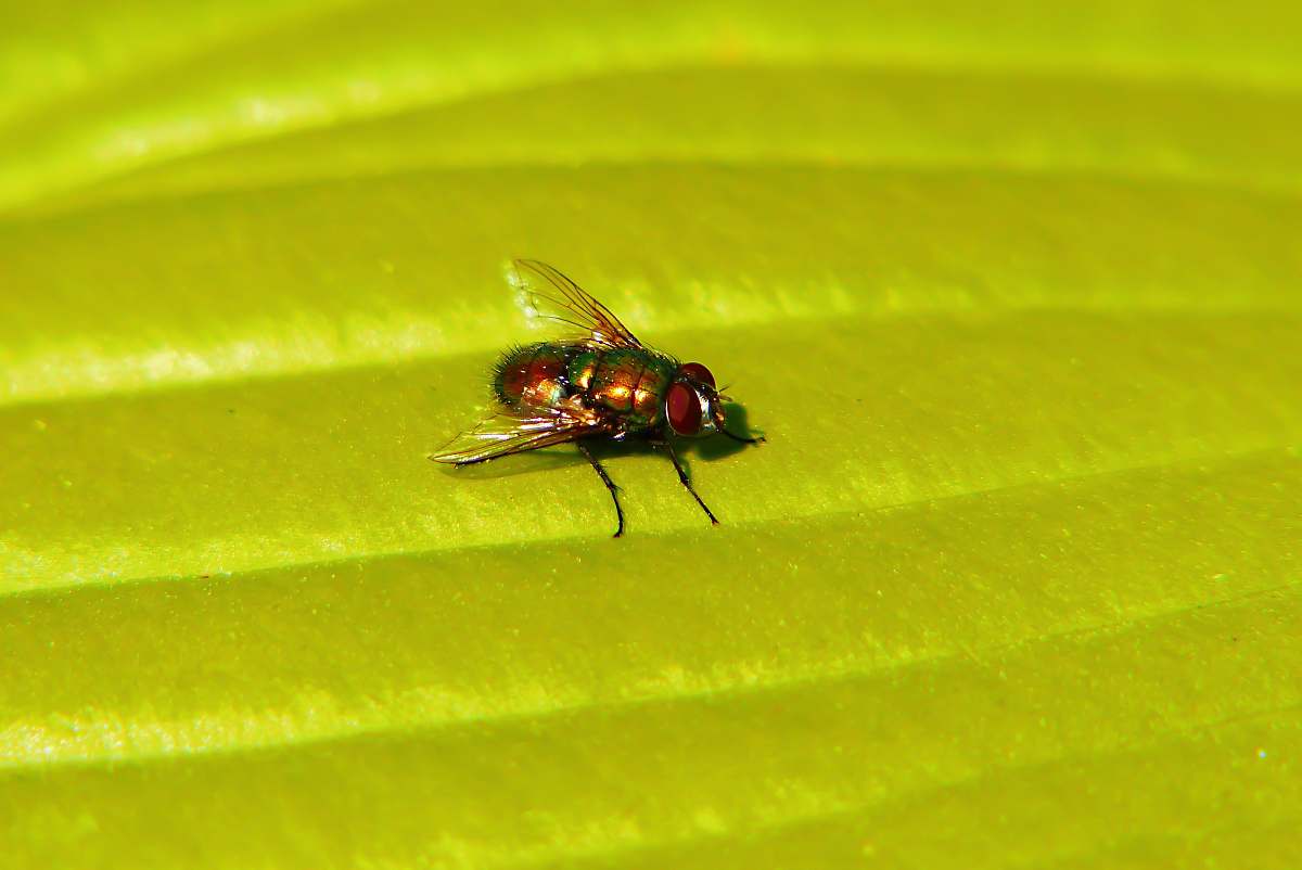 asilidae brown and black common house fly animal