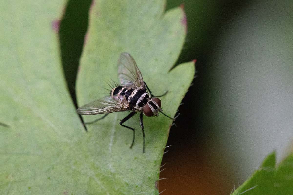 asilidae shallow focus photography of black and gray fly animal