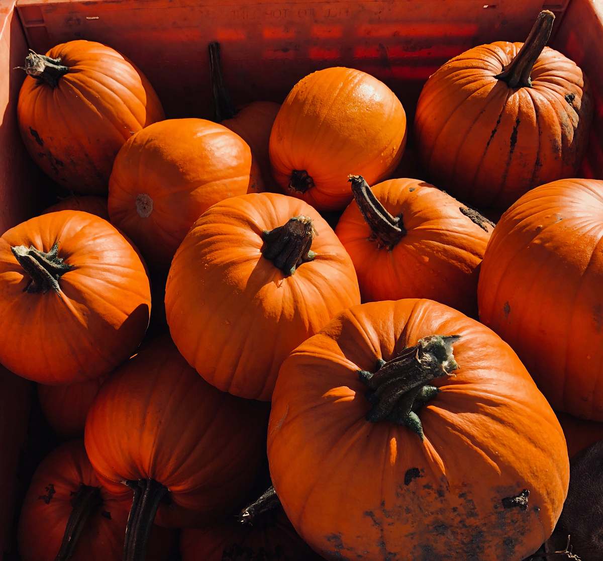 flora box of squash pumpkin