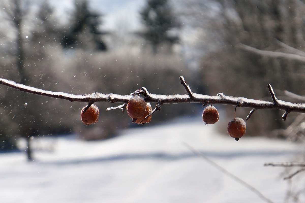 plant brown fruit produce