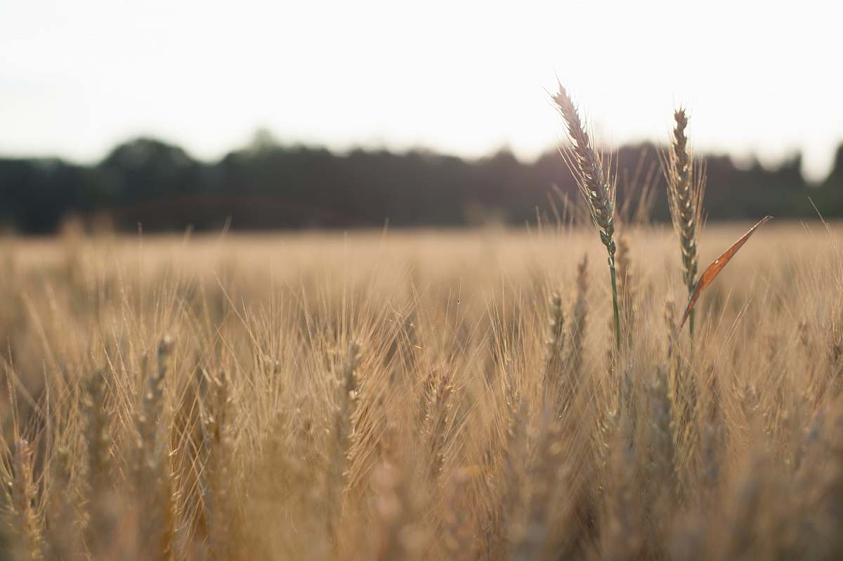 plant brown whey field produce