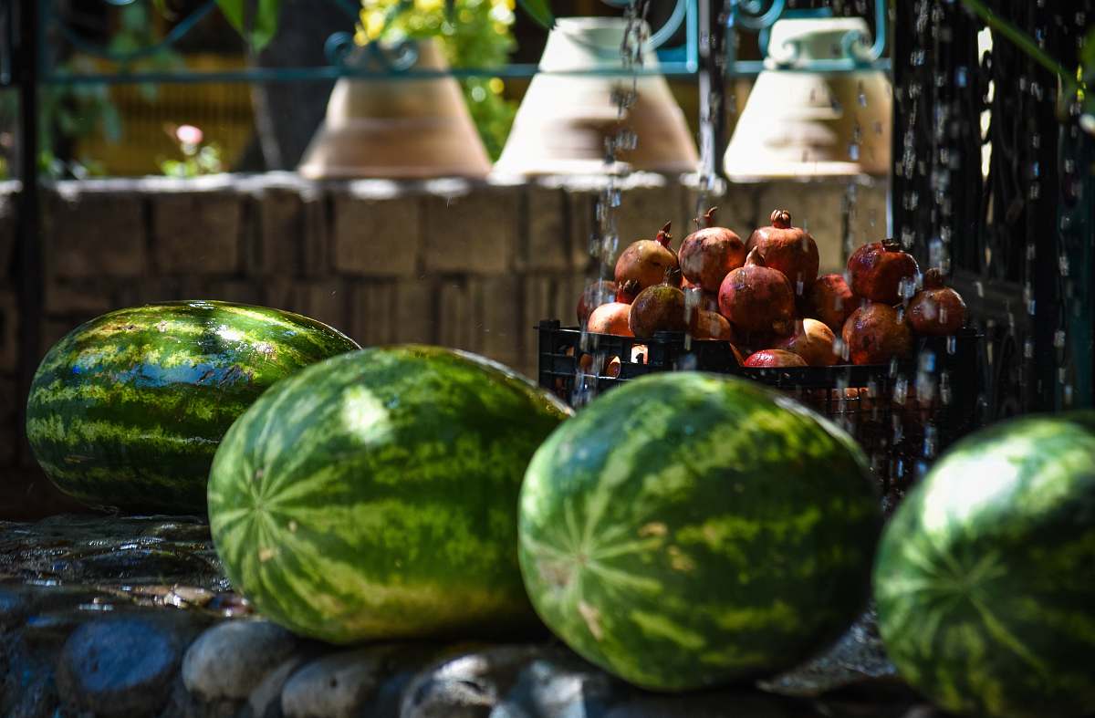 fruit four watermelons plant