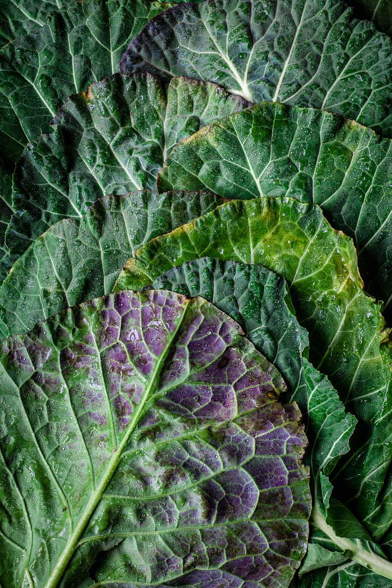 plant green vegetable cabbage