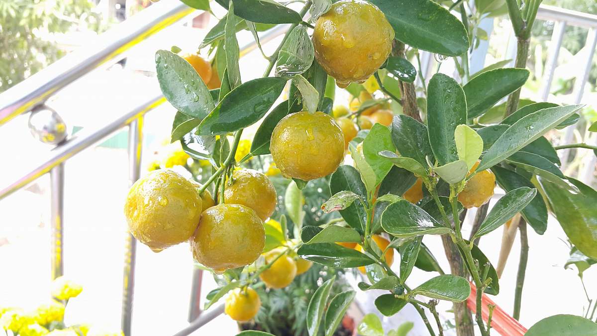 fruit lemon fruit citrus fruit