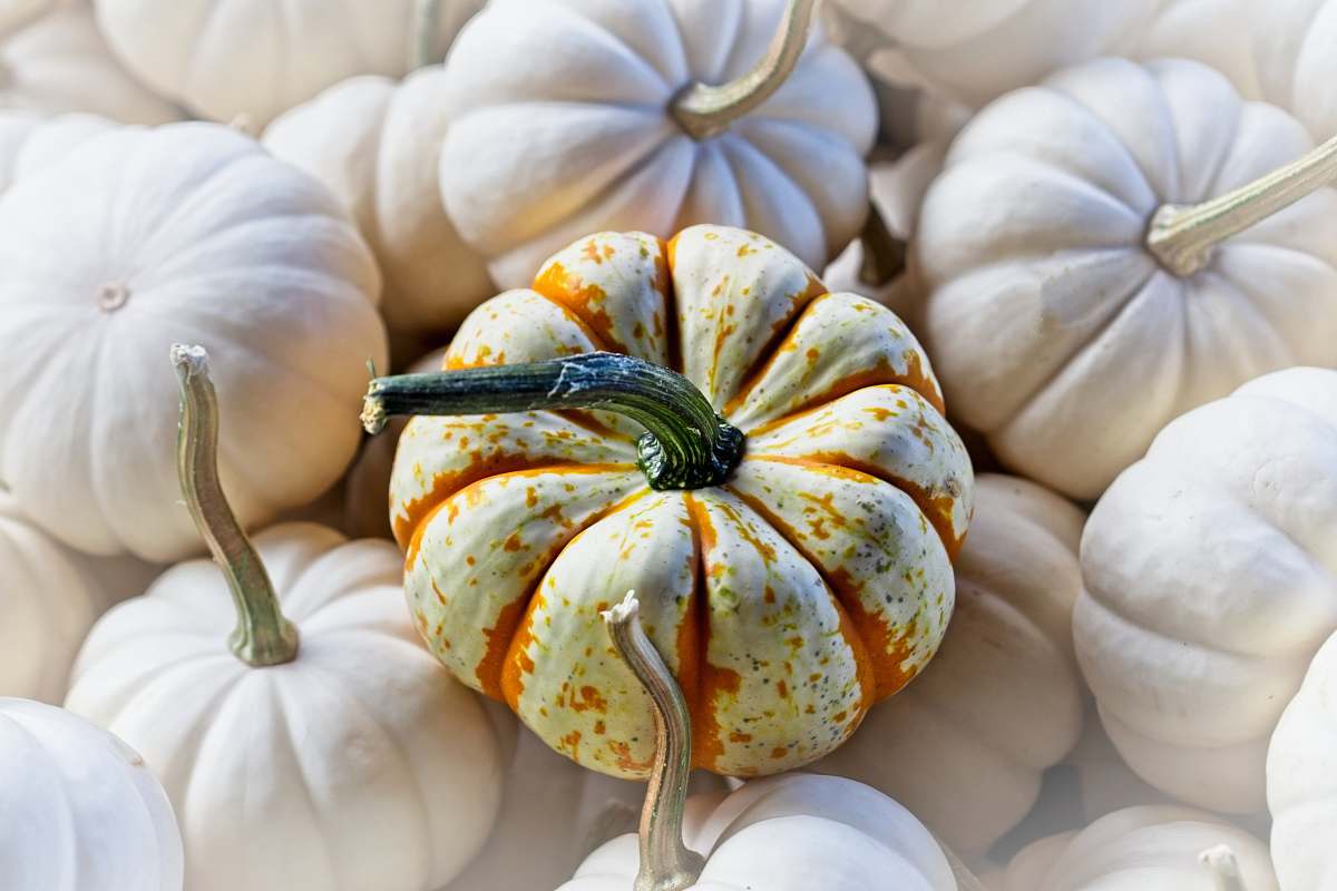 plant pumpkin lot pumpkin