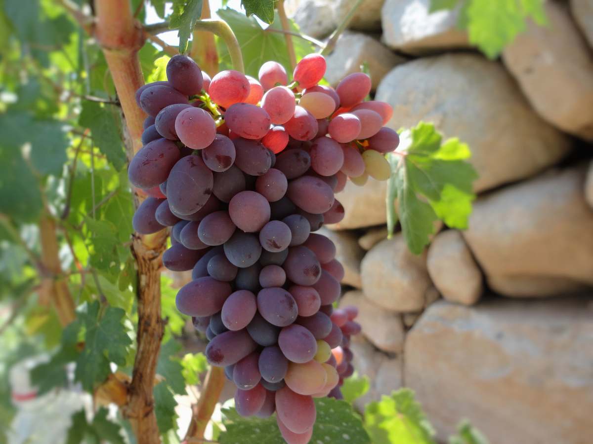 plant red grapes in selective focus photography fruit