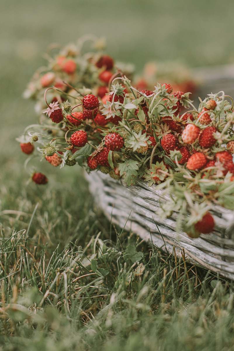 fruit red strawberries on basket plant