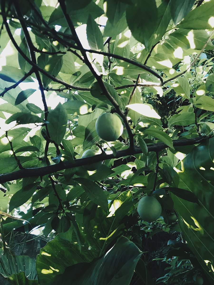 fruit round green fruit bearing tree plant
