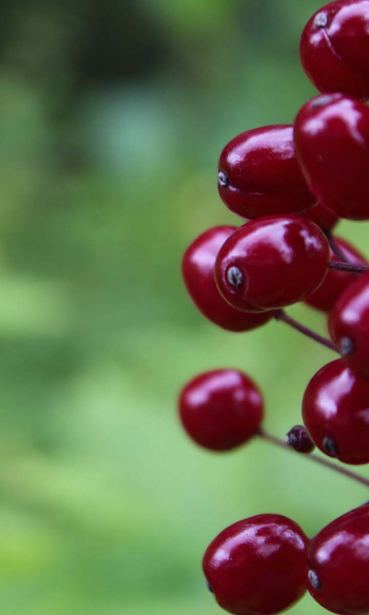 plant round red fruits close-up photography fruit