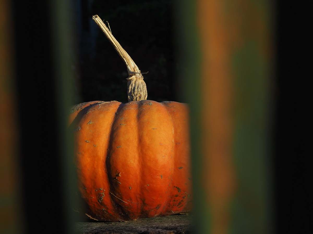 plant selective focus photography of orange pumpkin pumpkin
