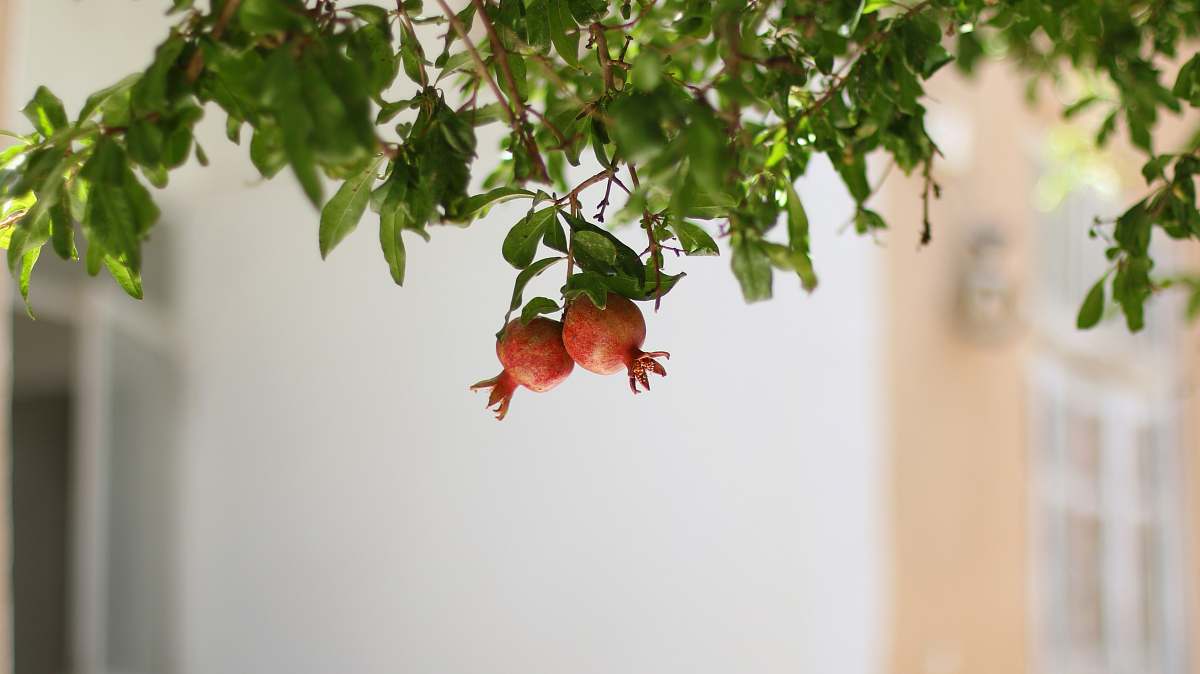 plant two orange pomegranates produce