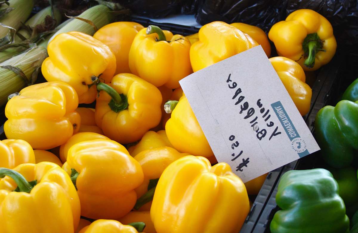 plant yellow bell peppers pepper