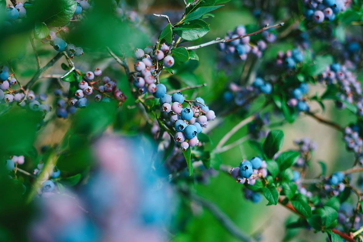 food green plants blueberry