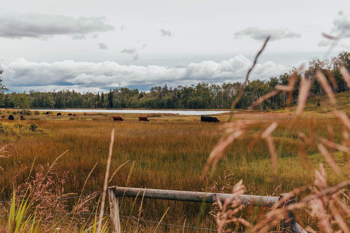 grassy field under white sky