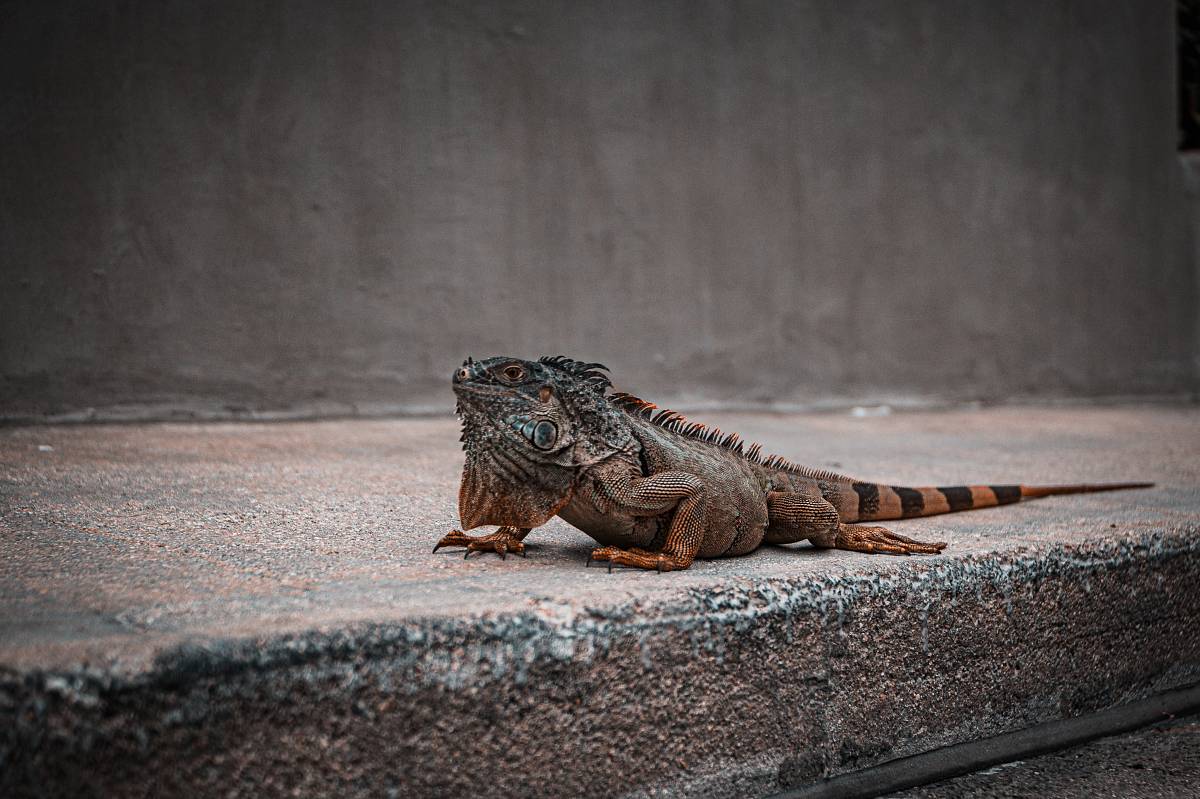 gray and black bearded dragon on gray surface close-up photography