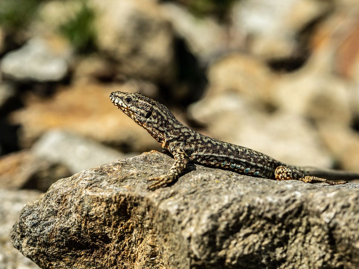 gray and black lizard