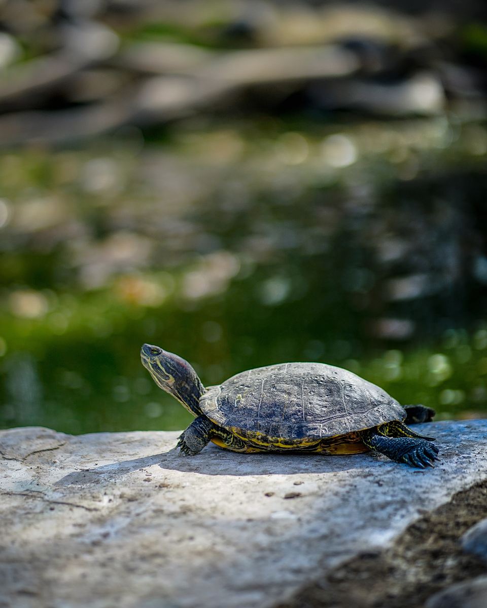 gray and brown turtle on rock