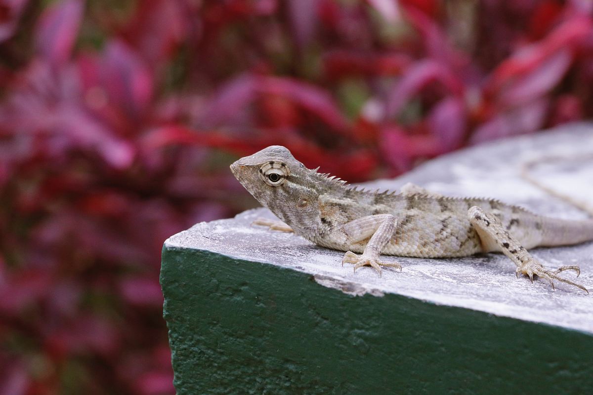 gray lizard resting on beige block