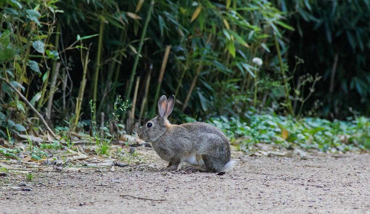 gray rabbit beside plant during daytime