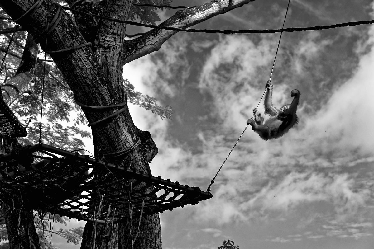 grayscale photo of monkey hanging on rope