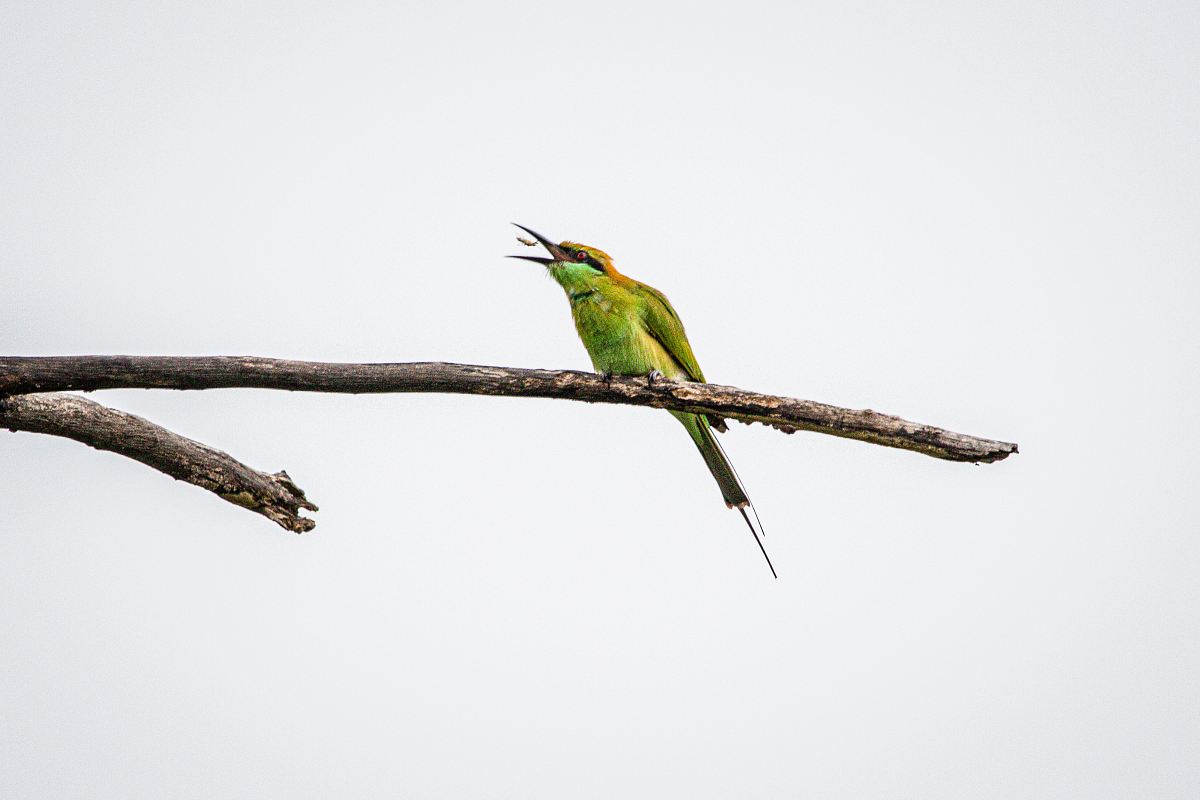 green and brown bee-eater bird on twig