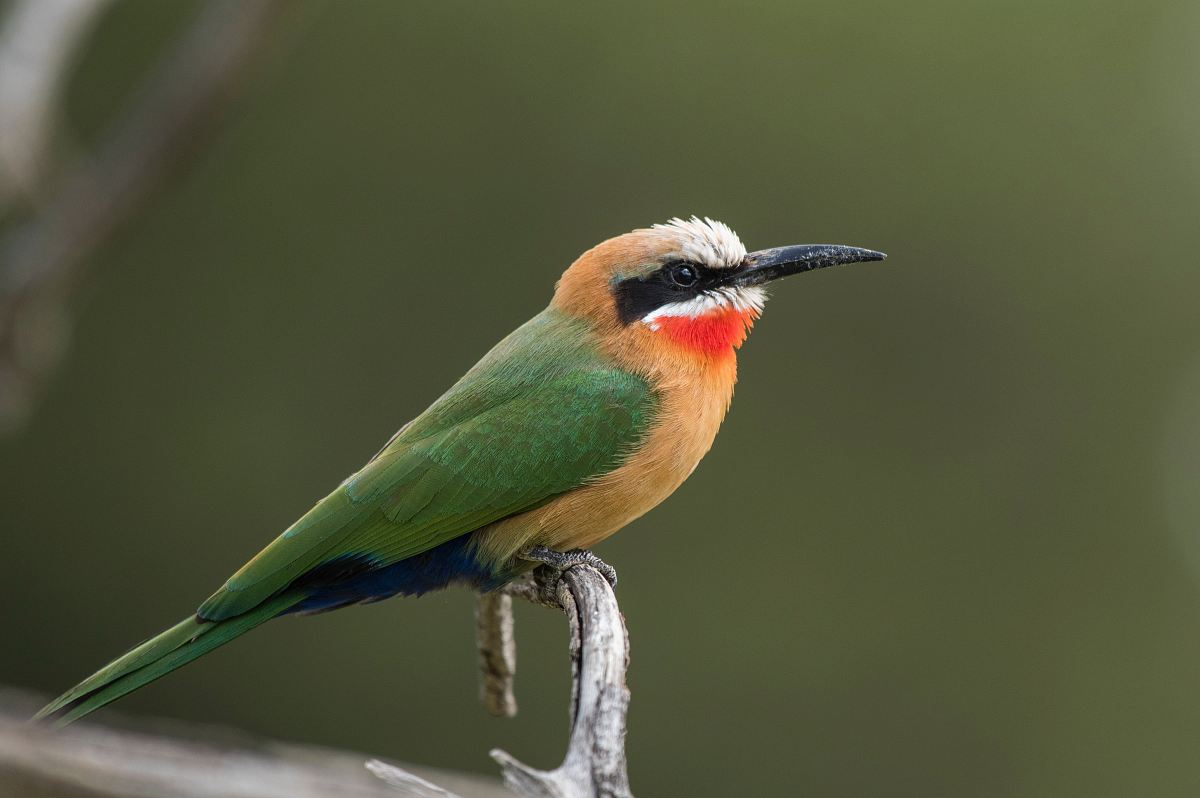 green and yellow bird on branch