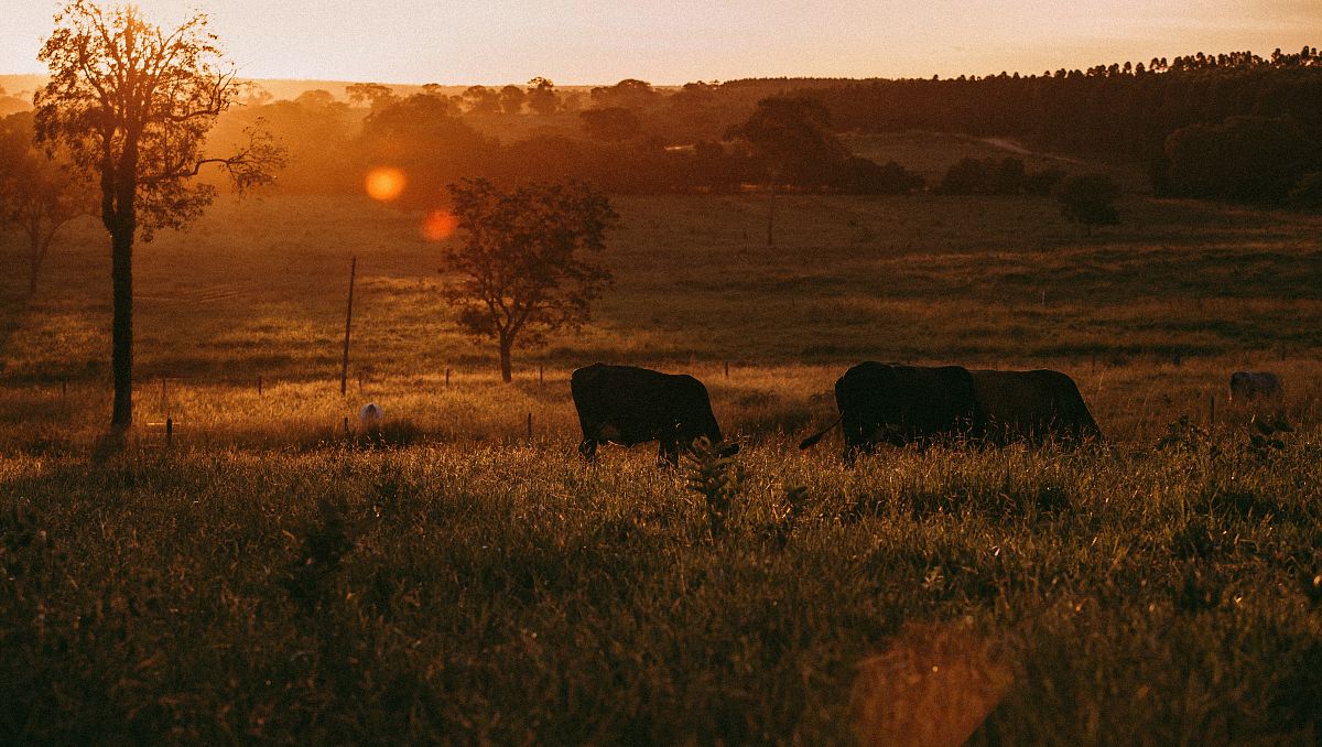 green grass field