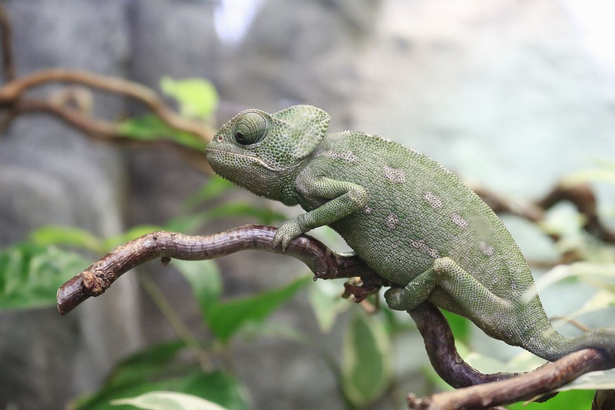 green lizard on tree branch during daytime