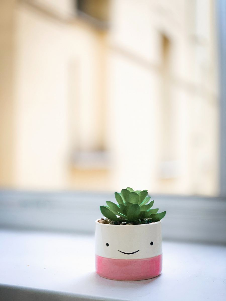 green succulent on white and pink pot