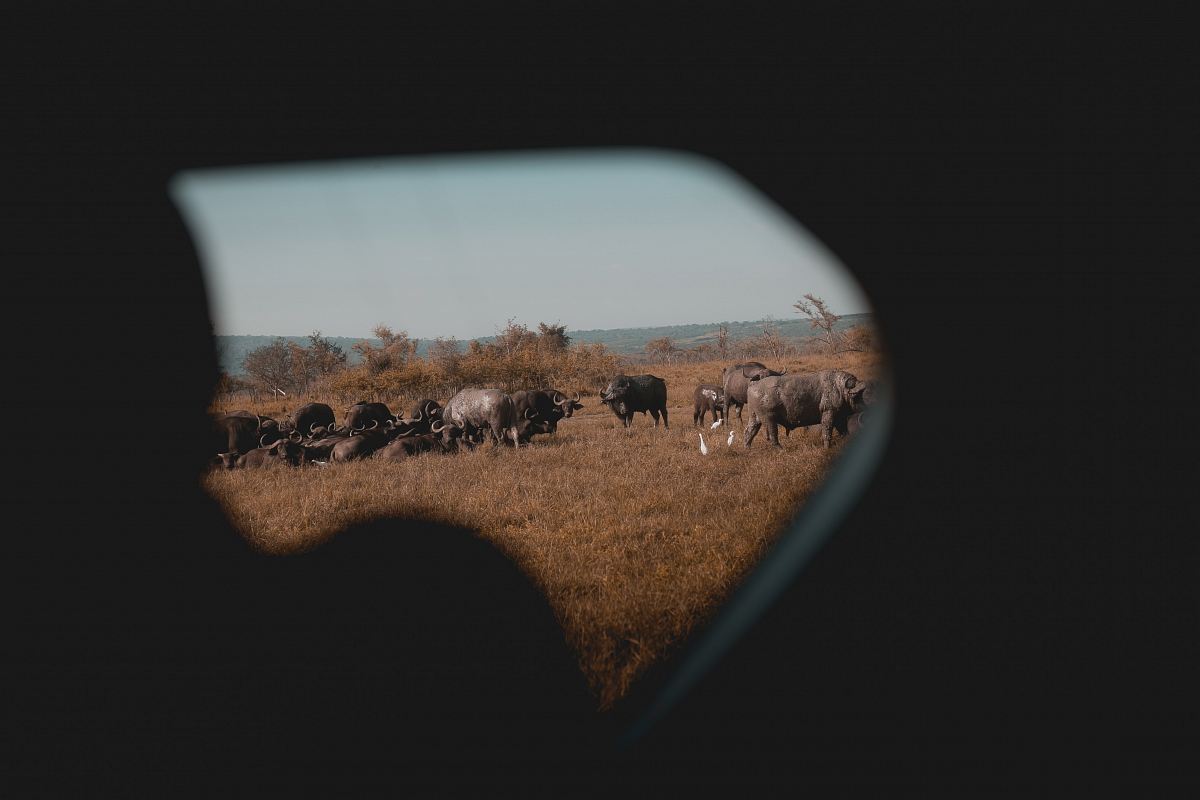 herd of buffalo photography