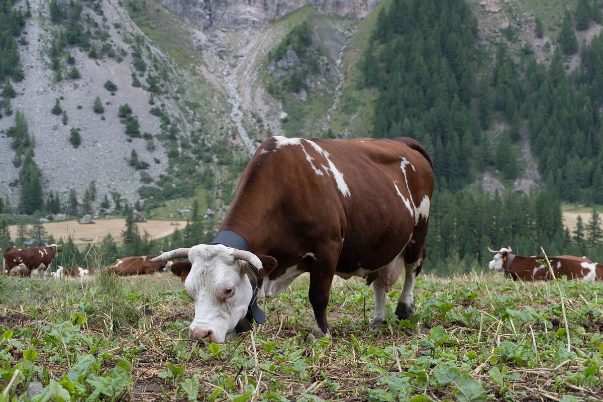herd of cattle at the grass field