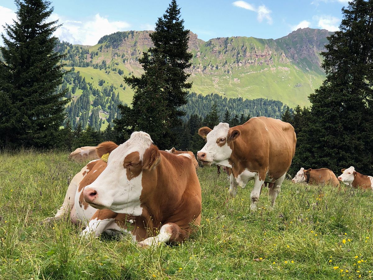 herd of cattle on grass field during daytime