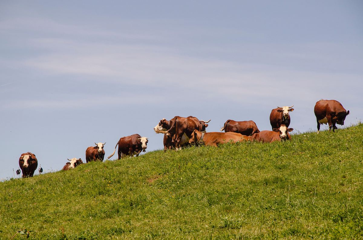 herd of cattle walking on grass field