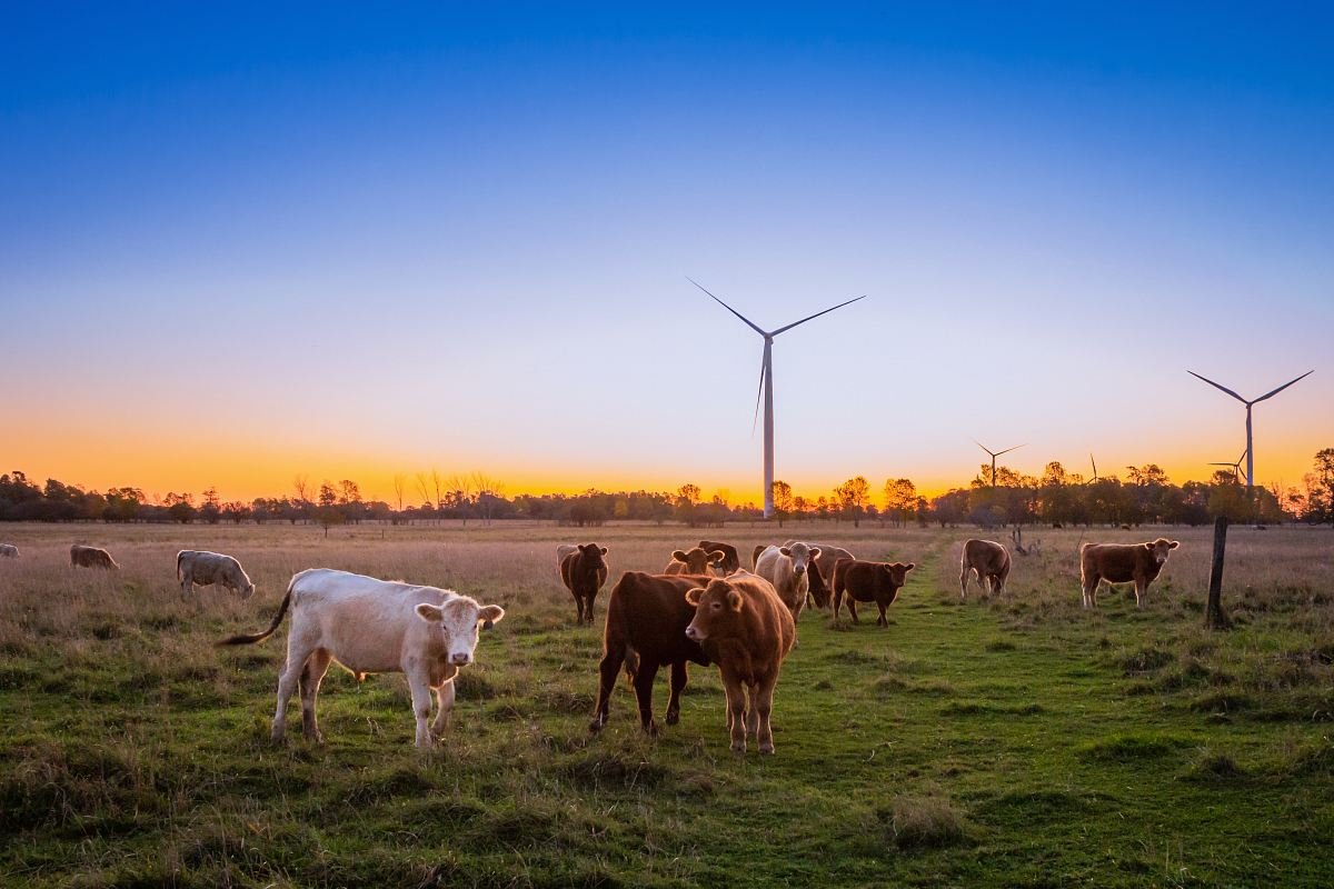 herd of cow in grass field during daytime