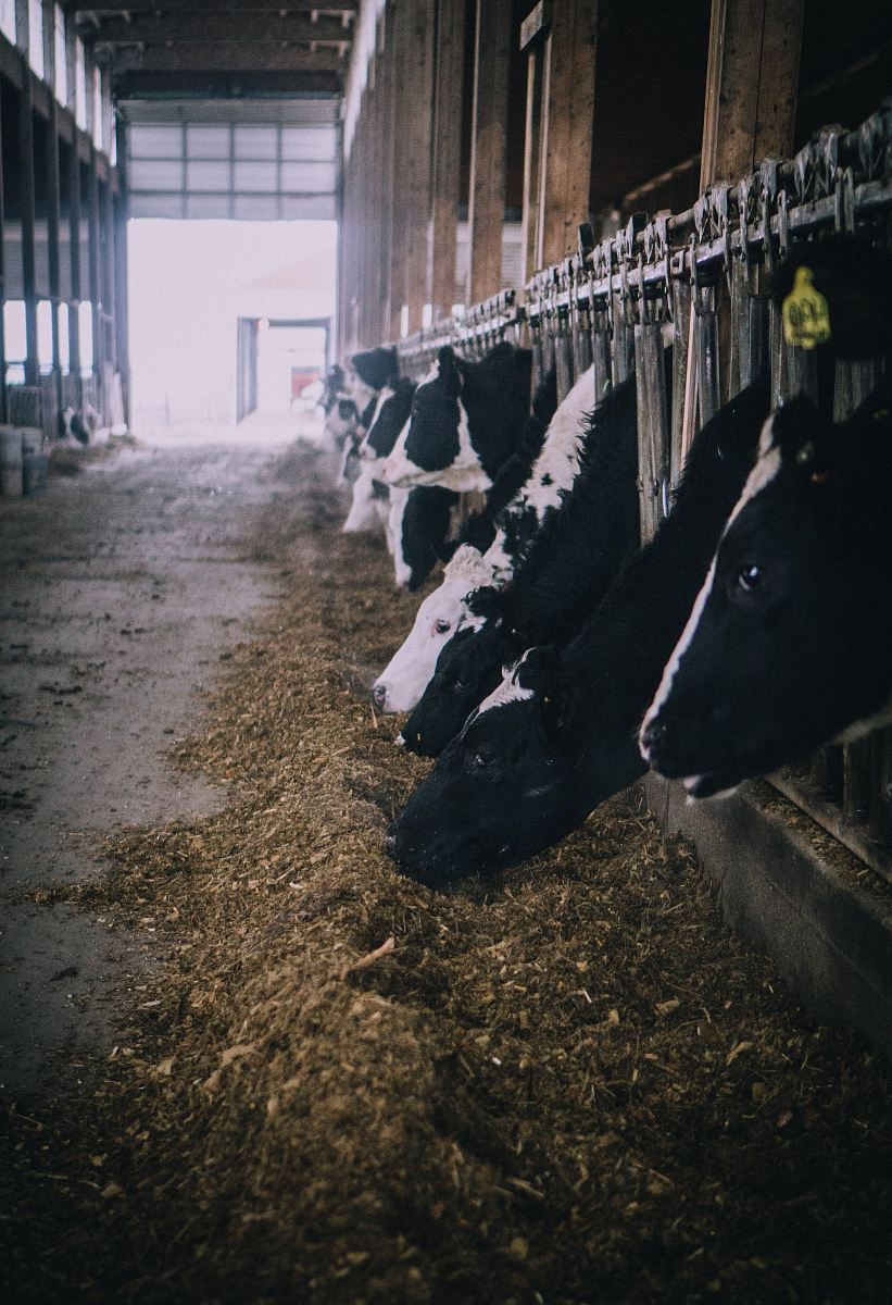 herd of cows inside building
