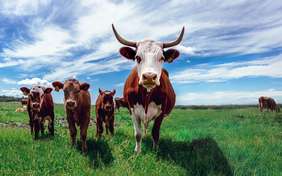 herd of cows on grassland during daytime