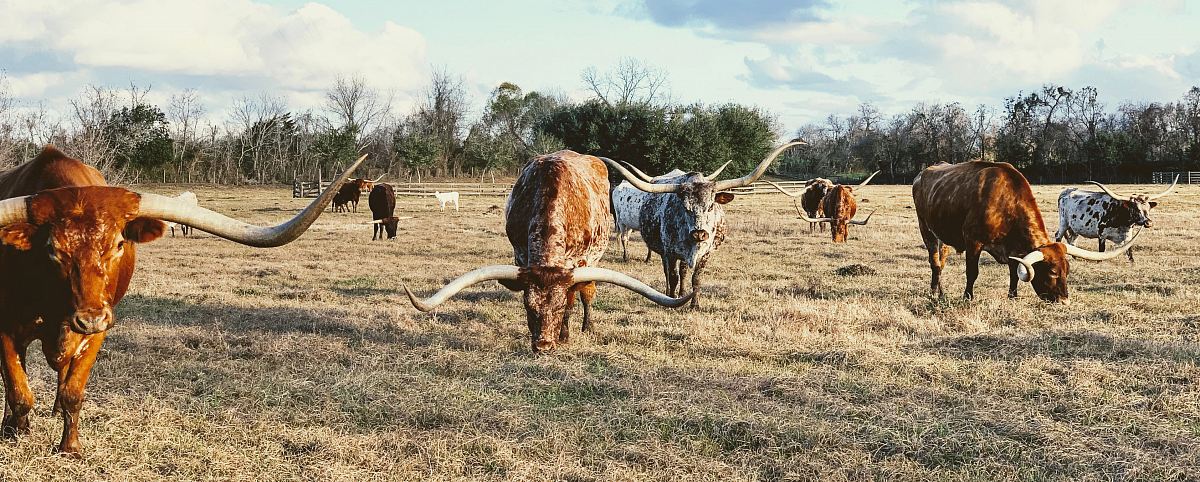 Experience the tranquility of a picturesque scene featuring a herd of majestic longhorn cows grazing peacefully in a vibrant green field. This captivating image captures the beauty of nature, with a dynamic sky filled with clouds adding depth to the landscape. Perfect for agricultural websites, nature blogs, or as a backdrop in marketing materials focused on rural life, farming, and sustainable practices.