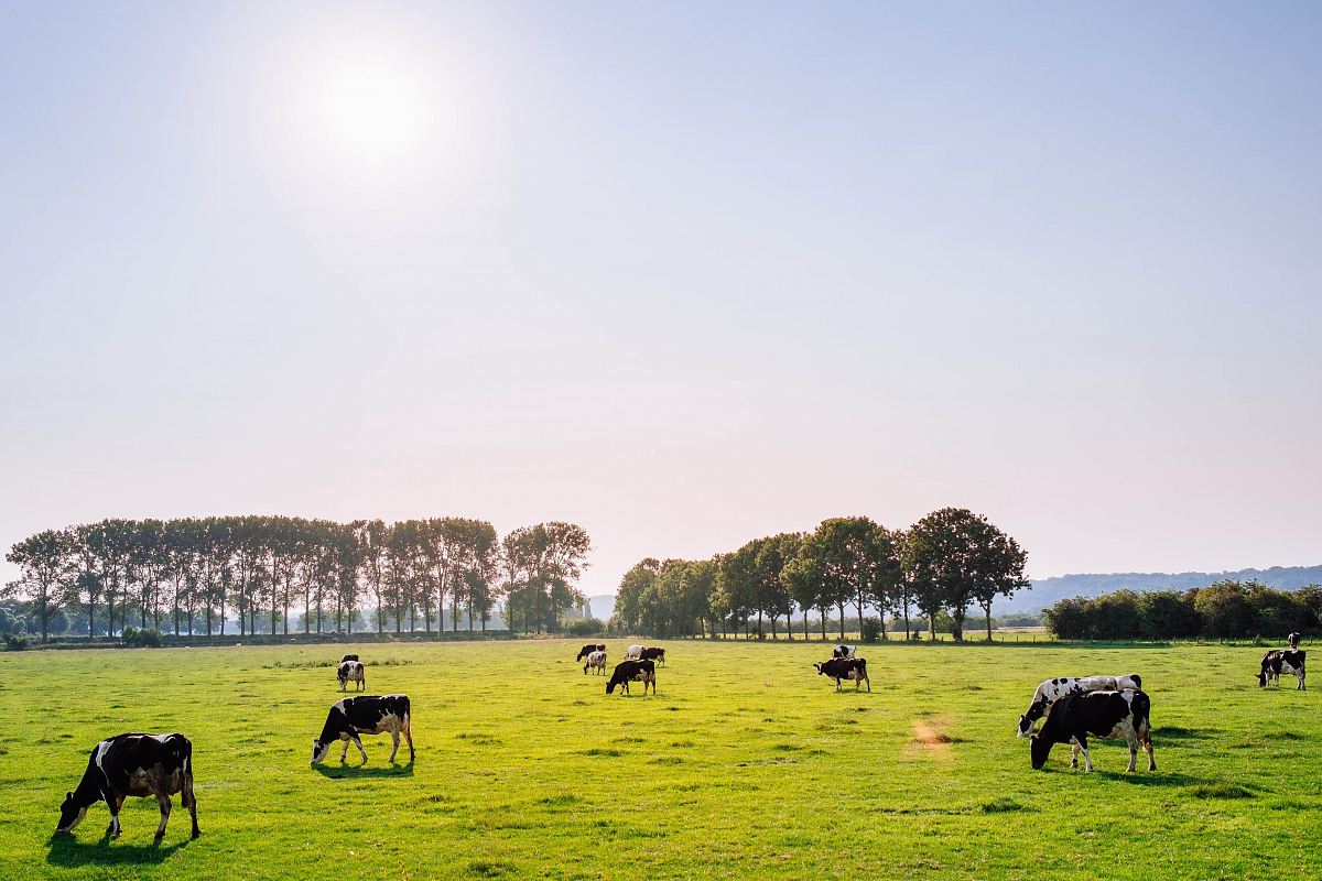 herd of dairy cattles on field